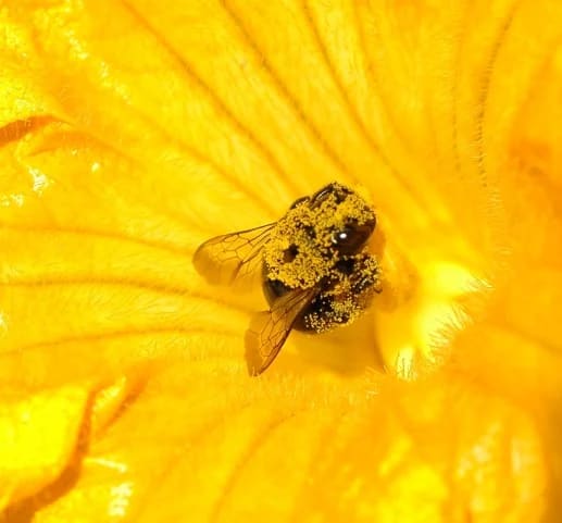 Bee covered in yellow pollen collecting nectar from a bright yellow flower.